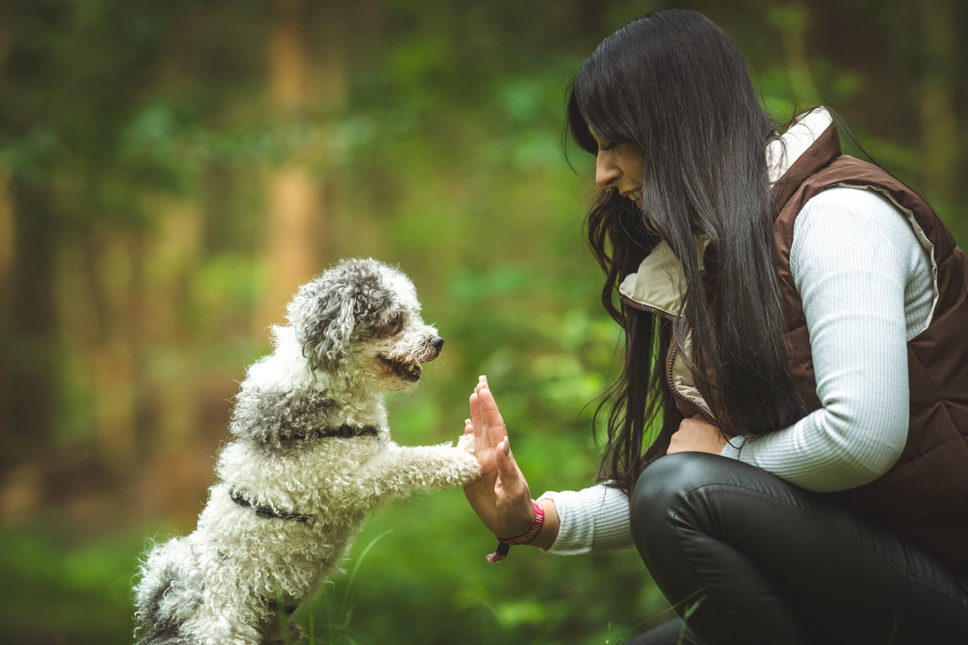 Hundefotografie